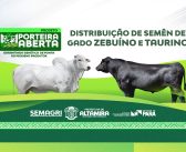 Prefeitura prorroga inscrições para distribuição de sêmen bovino em Altamira